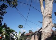 Kabel Listrik Pelanggan PLN Di Pemangku Empat Pekon Kenali Membahayakan, Warga Minta Pihak Terkait Beri Tiang Permanen
