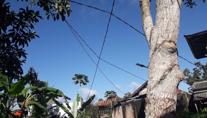Kabel Listrik Pelanggan PLN Di Pemangku Empat Pekon Kenali Membahayakan, Warga Minta Pihak Terkait Beri Tiang Permanen