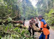Pohon Tumbang Dijalan Lintas Barat, Polsek Bengkunat dan BPBD Bersihkan Material