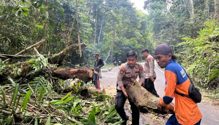 Pohon Tumbang Dijalan Lintas Barat, Polsek Bengkunat dan BPBD Bersihkan Material