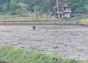 Masuki Musim Tanam, Petani Sawah Pekon Bedudu Mulai Membersihkan Rerumputan