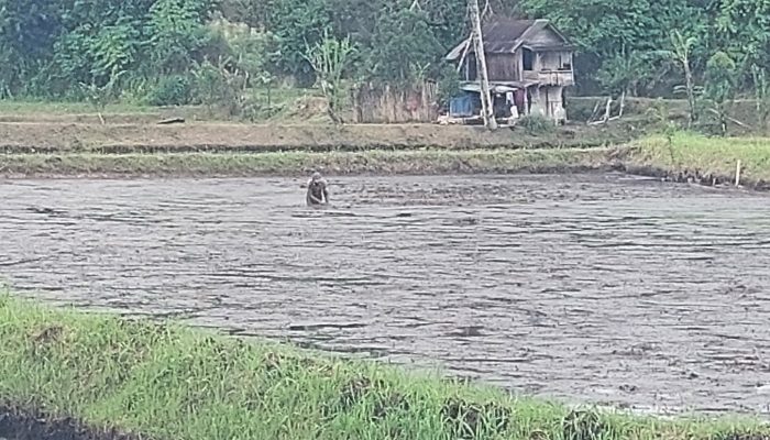 Masuki Musim Tanam, Petani Sawah Pekon Bedudu Mulai Membersihkan Rerumputan