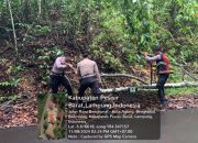 Pohon Tumbang di Jalinbar Bengkunat Pesisir Barat, Sempat Melintang Dibadan Jalan