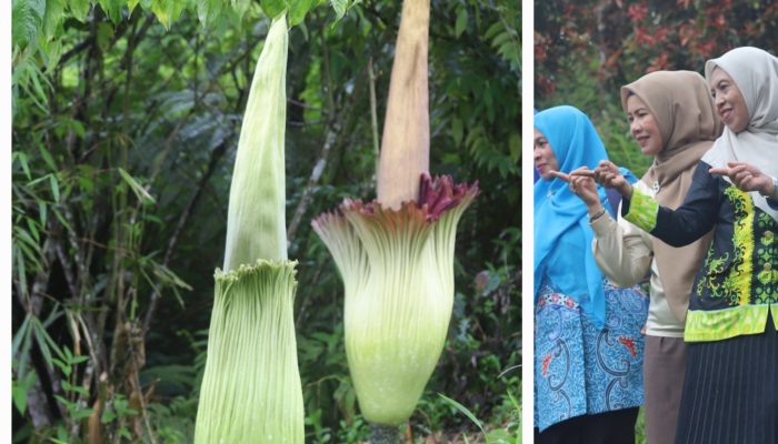 Bunga Bangkai Raksasa Tumbuh Indah Hiasi Kebun Raya Liwa