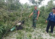 Pohon Tumbang Di Jalur Sukabumi-Suoh Timpa Tiang Listrik dan Motor