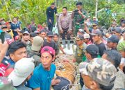 Lagi!! Harimau Liar Masuk Perangkap di Kecamatan Suoh Lampung Barat