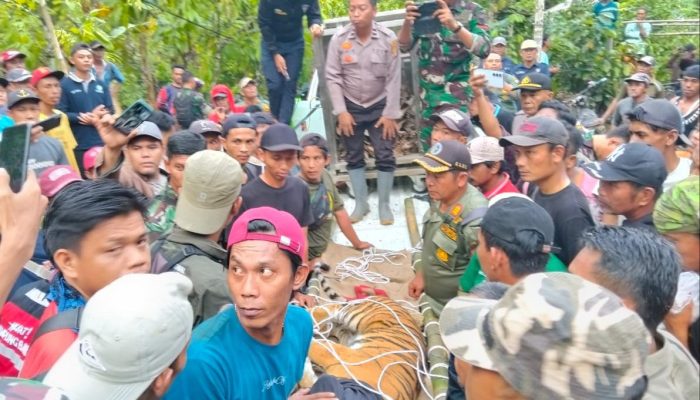 Lagi!! Harimau Liar Masuk Perangkap di Kecamatan Suoh Lampung Barat