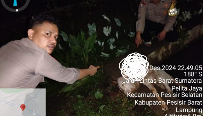 Harimau Mangsa Sapi, Tim Gabungan Penanganan Satwa Liar Pasang Perangkap Di Way Basoh Pesisir Barat