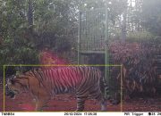 Waspada!! Harimau Liar Terekam CCTV Melintas Didekat Kandang Jebakan di Way Basoh Pesisir Barat