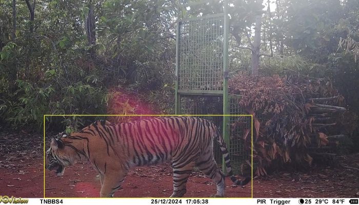 Waspada!! Harimau Liar Terekam CCTV Melintas Didekat Kandang Jebakan di Way Basoh Pesisir Barat