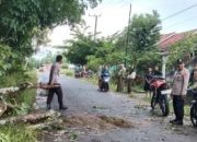 Pohon Karet Rubuh Timpa Pengendara Satu Orang Meninggal Ditempat