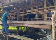 Upzis Lazisnu MWCNU Balik Bukit Beri Penghargaan Kepada Mitra Lazisnu Peraih program budidaya ternak kambing tahun 2024