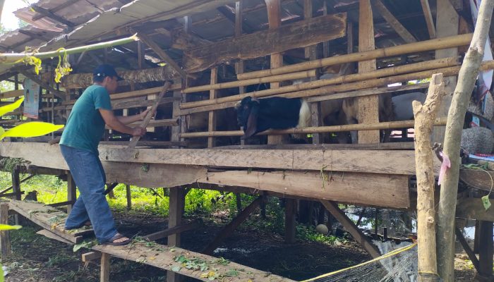 Upzis Lazisnu MWCNU Balik Bukit Beri Penghargaan Kepada Mitra Lazisnu Peraih program budidaya ternak kambing tahun 2024