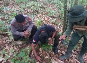 Anak Harimau Tampakan Ujud di Pekon Rawas, BKSDA dan Polres Pesisir Barat Terjun Kelokasi