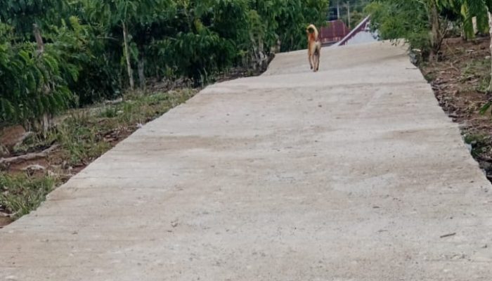 Rabat Beton Pekon Kutabasi Baru Dibangun Sudah Rusak Pj. Peratin Cuek