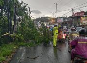 Pohon Tumbang Disejumlah Titik Jalan di Bandar Lampung, Polda Lampung Imbau Masyarakat Waspada