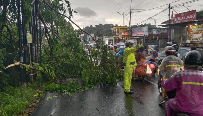 Pohon Tumbang Disejumlah Titik Jalan di Bandar Lampung, Polda Lampung Imbau Masyarakat Waspada