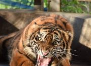 Beredar Rekaman Voice Note!! Warga Kepergok Harimau, Anggota DPRD Lambar Sugeng Himbau Warga Agar Berhati-Hati