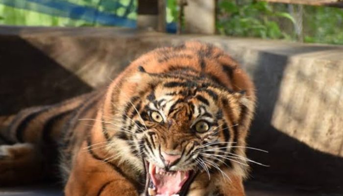 Beredar Rekaman Voice Note!! Warga Kepergok Harimau, Anggota DPRD Lambar Sugeng Himbau Warga Agar Berhati-Hati