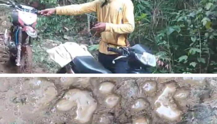 Warga Sumberejo Batu Ketulis Temukan Jejak Kaki Harimau