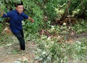 Rumor Berhembus, Nurjaman Warga Pekon Sukabanjar Kecamatan Ngambur Murni Kecelakaan Tunggal Kendaraan