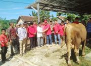 DPC PDI Perjuangan Berikan Hewan Qurban Berupa Sapi Kepada Warga Pekon Sidodadi Air Hitam