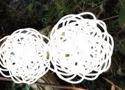 Camat Rusfel Benarkan Ada Penemuan Mayat Diduga Korban Harimau