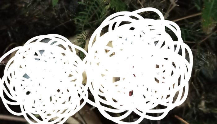 Camat Rusfel Benarkan Ada Penemuan Mayat Diduga Korban Harimau