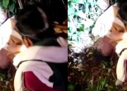 Waspada!! Kembali Warga Ditemukan Disemak Belukar Meninggal Diduga Dimangsa Harimau di BNS Lampung Barat