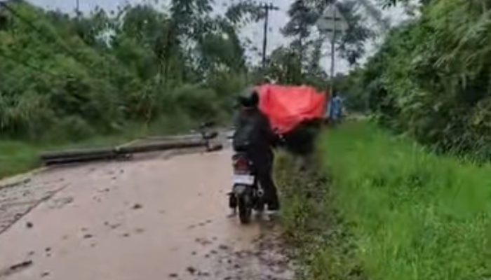 Tiang Listrik dan Pohon Rubuh di Lintas Waymengaku-Padang Cahya Balikbukit Lampung Barat