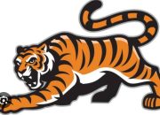 Harimau Sumatera Masuk Jebakan Di Kali Pasir Pekon Sukabumi