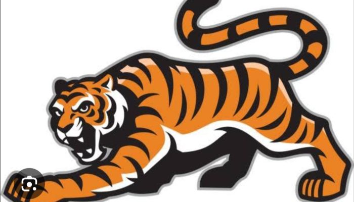 Harimau Sumatera Masuk Jebakan Di Kali Pasir Pekon Sukabumi