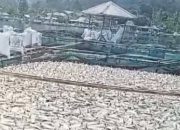 Akibat Sisa Kotoran Naik Kepermukaan, Sejumlah Ikan Peteni di Danau Ranau Lumbok Seminung Mati Mendadak
