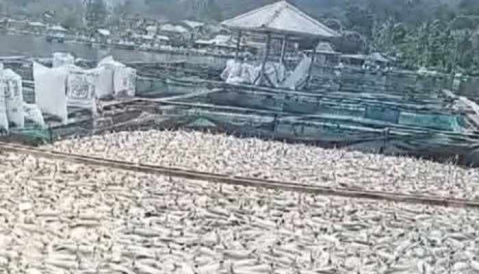 Akibat Sisa Kotoran Naik Kepermukaan, Sejumlah Ikan Peteni di Danau Ranau Lumbok Seminung Mati Mendadak
