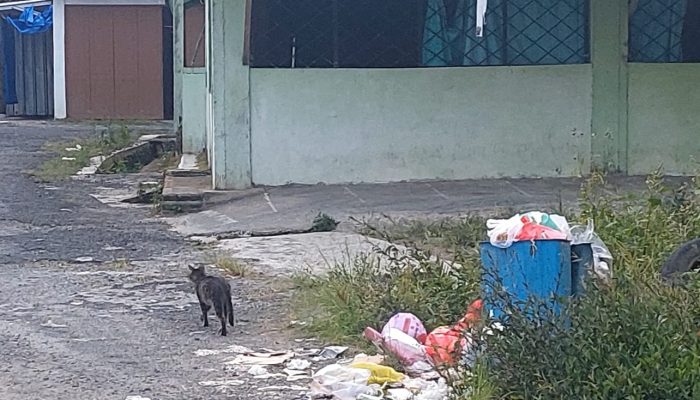 Kotak Sampah Kecil dan Sudah Rusak Warga Gang Sudirman Sukamakmur II Way Mengaku Minta DLH Tanggap