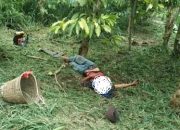 Sadis!! Luka Dileher Seorang Pria Warga Pekon Jagaraga Sukau Lampung Barat Ditemukan Meninggal Dunia Didalam Kebun
