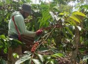 Kekhawatiran Petani Kopi Lampung Barat Jelang Panen Raya Harga Akan Terpuruk