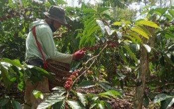 Kekhawatiran Petani Kopi Lampung Barat Jelang Panen Raya Harga Akan Terpuruk