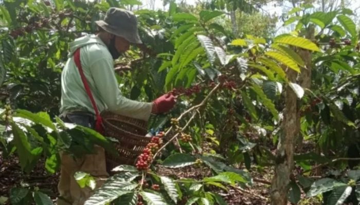 Kekhawatiran Petani Kopi Lampung Barat Jelang Panen Raya Harga Akan Terpuruk