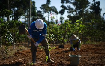 Tahap Awal PT SEGSS Rehabilitasi Seluas 15 Hektar Lahan di Koridor Jalan Proyek TNBBS