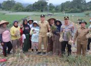 Panen Perdana Bawang Putih di Pekon Bandar Baru, Hasilkan Tujuh Ton Lebih