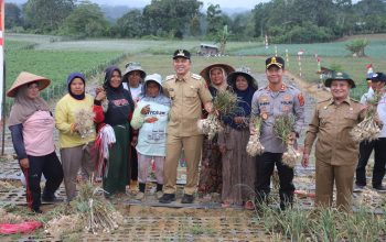 Panen Perdana Bawang Putih di Pekon Bandar Baru, Hasilkan Tujuh Ton Lebih