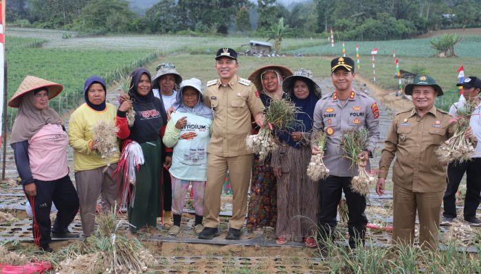Panen Perdana Bawang Putih di Pekon Bandar Baru, Hasilkan Tujuh Ton Lebih