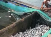 Ribuan Ikan Keramba Jaring Apung Danau Ranau Lumbok Seminung Mati Mendadak, Belum Diketahui Sebabnya