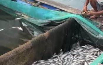 Ribuan Ikan Keramba Jaring Apung Danau Ranau Lumbok Seminung Mati Mendadak, Belum Diketahui Sebabnya