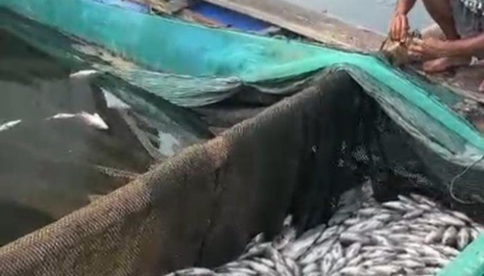 Ribuan Ikan Keramba Jaring Apung Danau Ranau Lumbok Seminung Mati Mendadak, Belum Diketahui Sebabnya