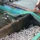 Ribuan Ikan Keramba Jaring Apung Danau Ranau Lumbok Seminung Mati Mendadak, Belum Diketahui Sebabnya
